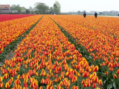 Un campo holandés de tulipanes.