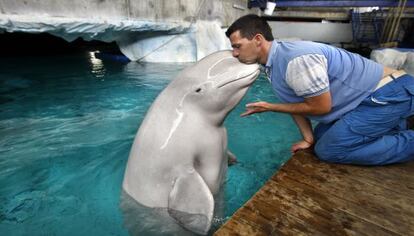 Una beluga en L&#039;Oceanogr&agrave;fic de Valencia.