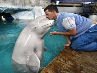 Una beluga en L&#039;Oceanogr&agrave;fic de Valencia.