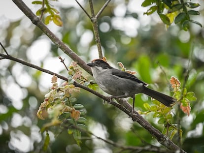 El montañerito paisa (Atlapetes blancae) es un ave microendémica en peligro crítico de extinción.