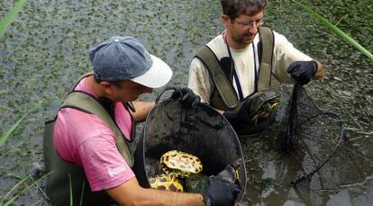 Captura de tortugas de Florida en el marjal de Pego-Oliva, en una imagen cedida por la Consejería de Medio Ambiente.