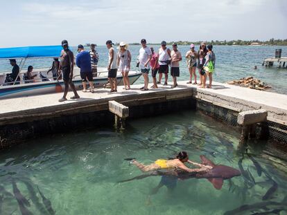 Un acuario en Santa Cruz del Islote donde los visitantes se bañan con un tiburón.