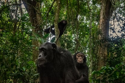 A chimpanzee carries her calf and crosses in front of the camera trap in the Itoya rainforest in Uganda on October 14