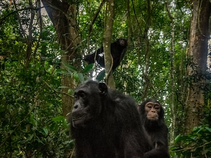 A chimpanzee carries her calf and crosses in front of the camera trap in the Itoya rainforest in Uganda on October 14