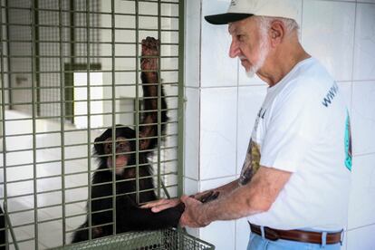 El doctor Ynterian llega al santuario a las 3 de la madrugada y prepara diariamente la comida de los chimpancés, a los que considera parte de su familia, especialmente a Guga, un macho dócil y juguetón de 16 años que ha crecido en el refugio.