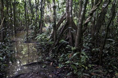 Bosque inundable en Loreto, una región de la Amazonía peruana. Una de sus funciones es la de ser un gran criadero de peces.