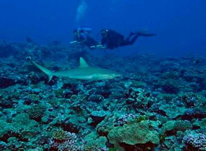 Dos buzos observan un tiburón en aguas de un atolón virgen de las islas Line del Norte, en el oceáno Pacífico.