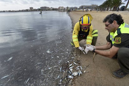 Dos operarios trabajan en la limpieza de algas podridas en las playas del mar Menor (Murcia).