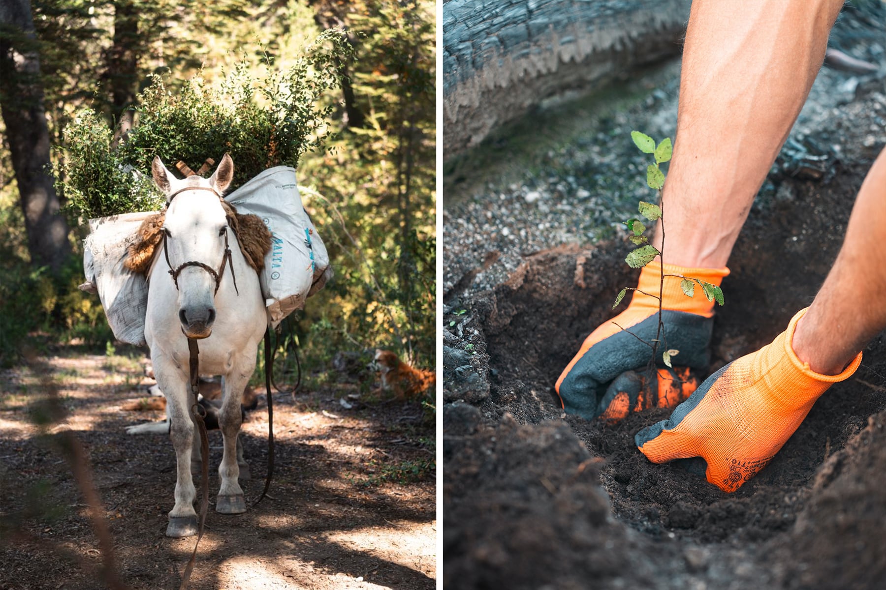 Trasladar miles de árboles a lomo de caballo: la odisea de una comunidad para reforestar un bosque arrasado por incendios en Argentina