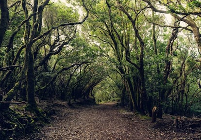 El denso bosque de laurisilva de Anaga, Tenerife.