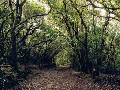 El denso bosque de laurisilva de Anaga, Tenerife.