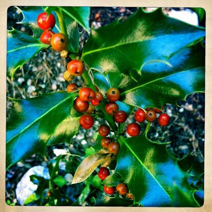 Bayas de acebo. 'Ilex aquifolium'. Arbusto que puede alcanzar los 10 metros de altura, de hojas perennes. Originaria del sur y oeste de Europa.