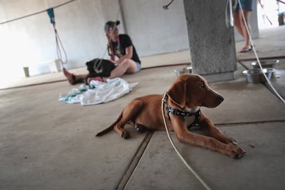 Un perro rescatado espera a ser trasladado a un refugio en Orange, Texas.