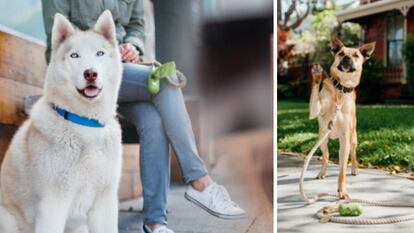 Bolsas para popó de perros