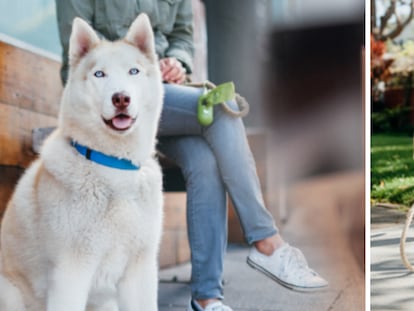 Resistentes, con aroma a lavanda y perfectas para salir a pasear con tu mascota sin estrés.