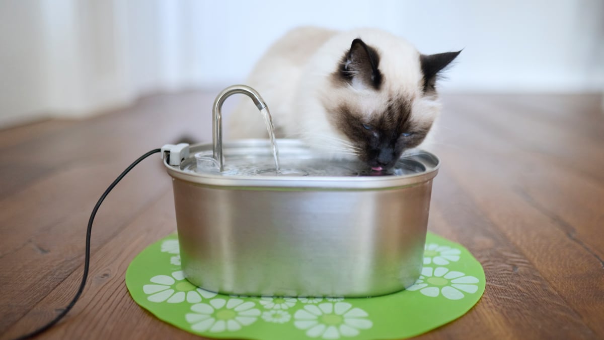 Cinco niveles de filtración y agua siempre fresca: el bebedero que mantiene a tu gato hidratado.