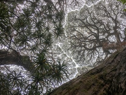 En el nordeste de Australia, donde sobreviven especies endémicas desde hace miles y miles de años, la tasa de mortalidad de los árboles se ha multiplicado por dos.