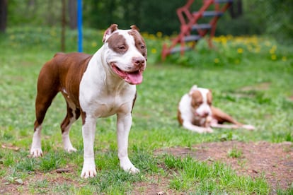 Dos ejemplares de American Bully XL.