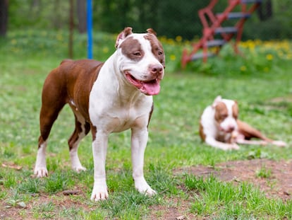 Dos ejemplares de American Bully XL.