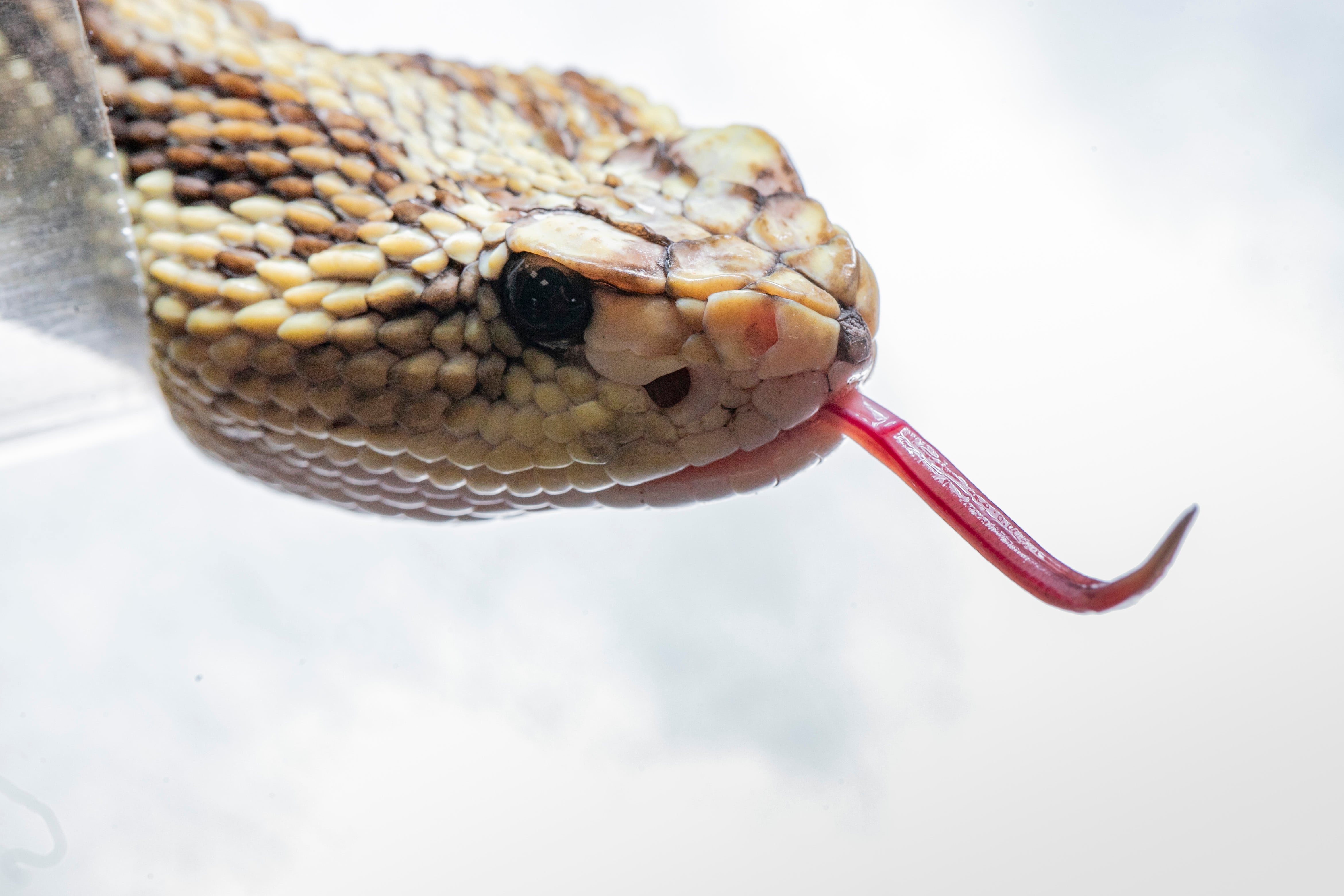Serpiente Crotalus mictlantecuhtli, o cascabel neotropical veracruzana.