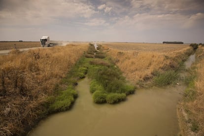 Un camión recorre los caminos polvorientos que surcan los campos de cultivo en el sur del Guadalquivir.