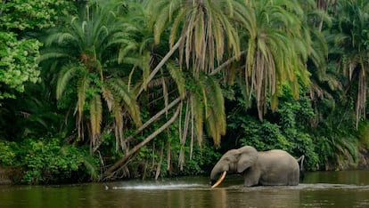 Elefante africano no rio Lekoli, no parque nacional de Odzala (República do Congo).