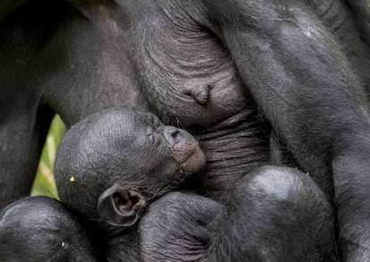 Un beb chimpanc sobre el pecho de su madre lactante en la Repblica Democrtica del Congo, ?frica.