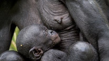 A baby chimpanzee with its mother in the Democratic Republic of the Congo, Africa.