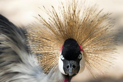 Una de las 135 especies de aves que conforman el nuevo Aviario Nacional de Colombia, que es el más grande del país y uno de los tres más importantes de Latinoamérica.