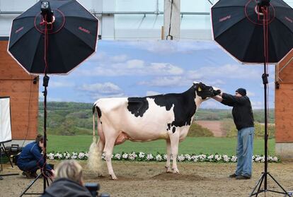 Una vaca es fotografiada durante la 44º edición del 'Schau der Besten' (El Show de lo Mejor) para el concurso de belleza vaca lechera, en Verden an der Aller (Alemania).