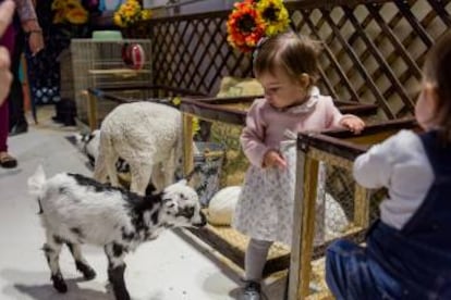 Actividades con animales organizadas por la Granja Los Tetes en la cafetería Alopeke.