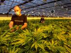 Staff pose in a greenhouse at the CBD cannabis production company Phytocann near Ollon, western Switzerland on May 19, 2021. - France will allow products containing cannabidiol (CBD), the non-psychotropic molecule in cannabis that is said to have relaxing properties, but the sale of dried flowers and leaves will remain prohibited. (Photo by Fabrice COFFRINI / AFP)