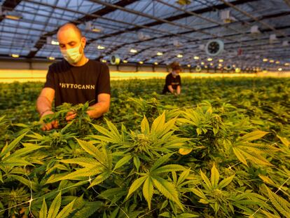 Plantación legal de cannabis de la compañía Phytocann, cerca de la localidad suiza de Ollon, el pasado mayo.