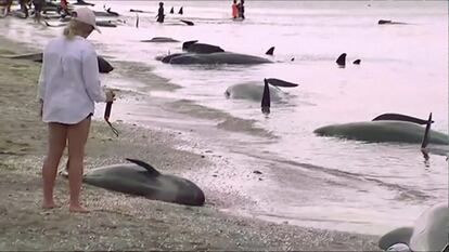 Se desconocen las razones por las que estas ballenas han quedado varadas, aunque la bahía de Golden, que tiene aguas poco profundas, es conocida por este tipo de incidentes.