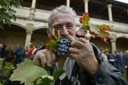 Un hombre come uvas de un racimo durante el I Festival de la Vendimia de Monterrei (Ourense).