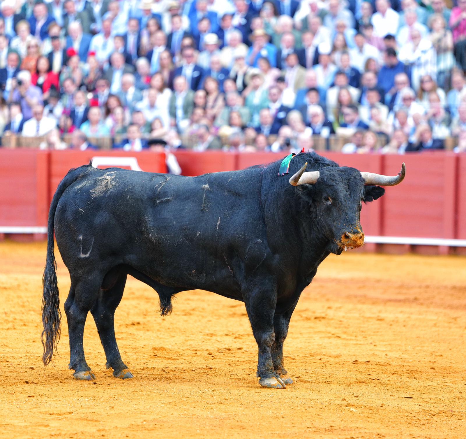 El toro 'Secretario', de El Parralejo, premiado con la vuelta al ruedo el pasado miércoles, es el prototipo del 'toro de Sevilla'