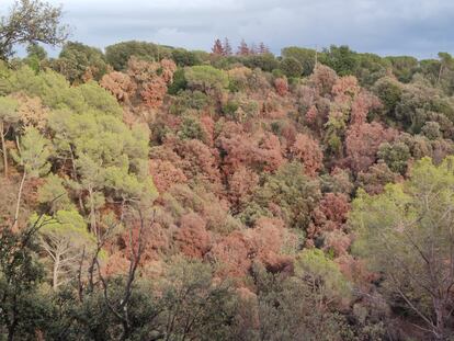 Bosques afectados por la sequía en el macizo del Montseny.