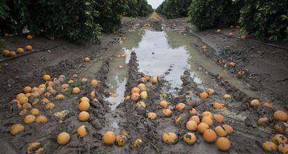 Plantación de naranjos afectada por los temporales de lluvia de 2010 en Cantillana