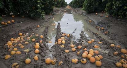 Plantaci&oacute;n de naranjos afectada por los temporales de lluvia de 2010 en Cantillana