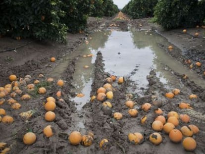 Plantaci&oacute;n de naranjos afectada por los temporales de lluvia de 2010 en Cantillana