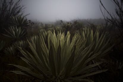 Páramo en el Parque Nacional de Chingaza, en Colombia