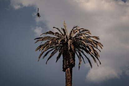 La palma fue afectada por un hongo, por lo que será retirada. 