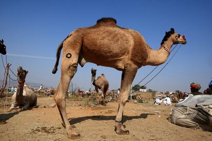 Os dromedários, com uma única corcunda, estão mais preparados para resistir a altas temperaturas do que os camelos