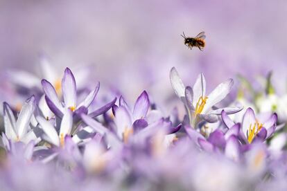 Una abeja busca néctar en un campo de flores de azafrán durante un cálido día de invierno, este miércoles en Berna (Suiza).
