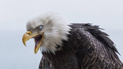 Close de um exemplar da espécie que se alimenta de raposas e gaivotas.