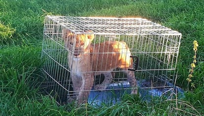 El cachorro de león abandonado en Holanda, en una imágen publicada en Twitter por la policía. 