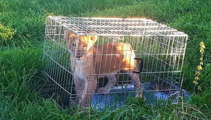 El cachorro de león abandonado en Holanda, en una imágen publicada en Twitter por la policía.