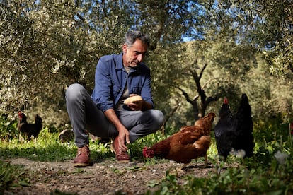 Rafael Navarro de Castro, con sus gallinas ponedoras en su finca de Monachil (Granada), el 15 de abril de 2024.