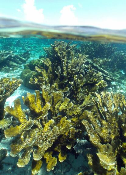 Una nueva investigación revela que ciertas combinaciones de coral y especies de algas son más tolerantes a las temperaturas extremas que otras, y, por lo tanto, tienen más posibilidades de sobrevivir y adaptarse a las condiciones cambiantes del océano provocadas por el cambio climático. El estudio, dirigido por biólogos marinos de la Universidad de Penn State, se publicó el pasado 26 de octubre en la revista 'Scientific Reports'. "Nuestra investigación ofrece un rayo de esperanza: los corales pueden responder y sobrevivir al cambio climático, siempre y cuando no sea demasiado rápido", aseguran.