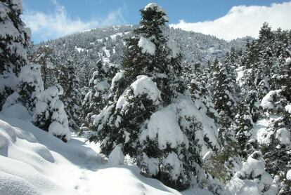 Bosque de abetos pinsapo en el Parque Nacional Sierra de las Nieves, Málaga.